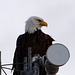 Alaska, The Bald Eagle