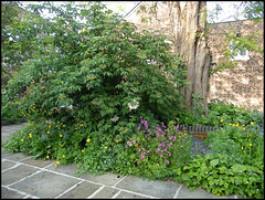 wild garden at Mount Place