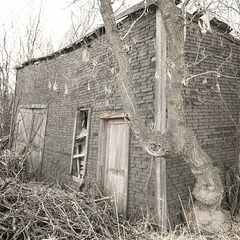 tree and shed - BBW 14