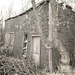 tree and shed - BBW 14