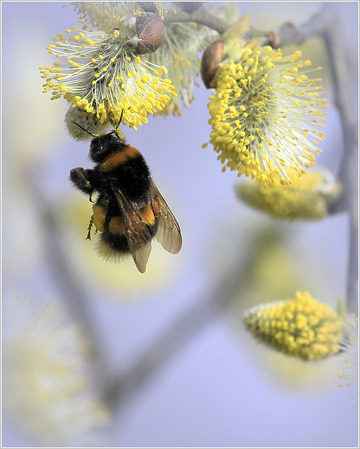 Bourdon musclé