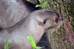 Riesenotter