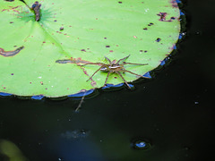 Spider on lotus leaf