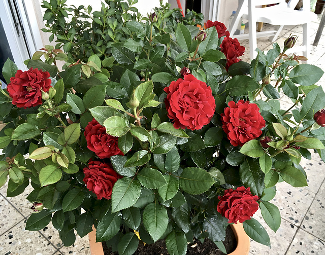 Rosenstrauch