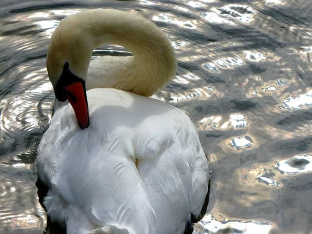 ... toilette ... ... toilette ...