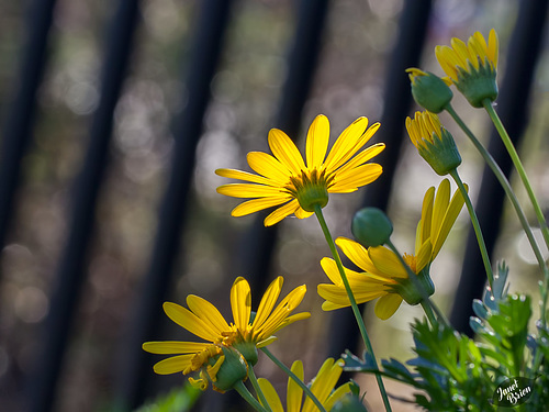 Pictures for Pam, Day 70: HFF: Flowers & Fence