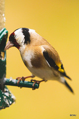 Goldfinch