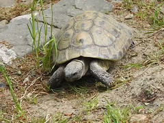 20200516 7369CP~V [D~HF] Griechische Landschildkröte, Herford