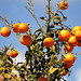 Belles oranges gorgées de lumiere.