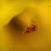 Im Inneren der Narzisse :))  Inside the daffodil :))  À l'intérieur de la jonquille :))