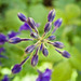 Looking down on a wildflower in the woods