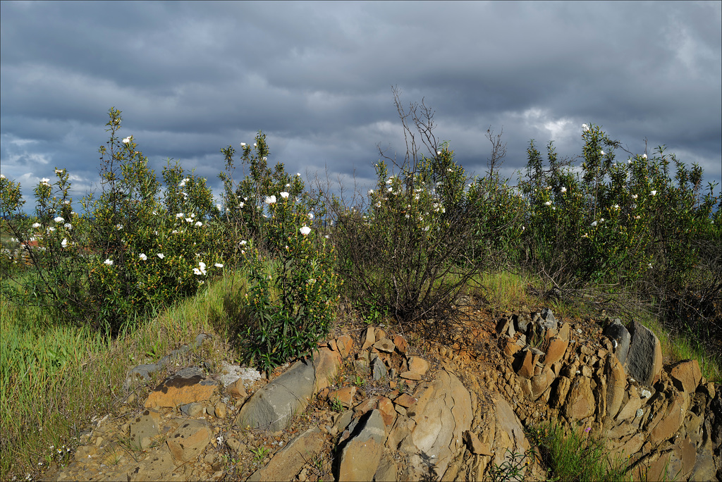 Cistus ladanifer, Penedos