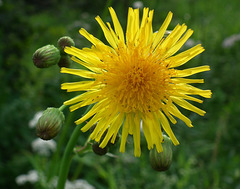 laiteron des champs / sow-thistle