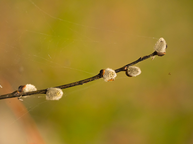 Last Pussy-willow of Spring