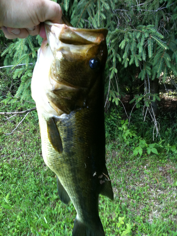 Bucketmouth Bass