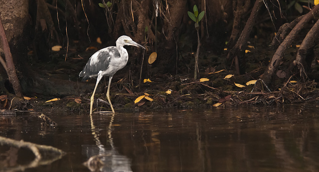 Immature Little Blue Heron