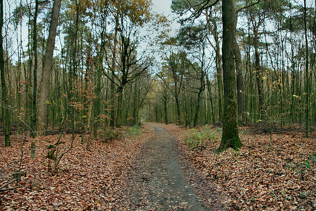 Haard, Oer-Erkenschwick / 1.12.2018