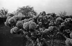 White blossoms