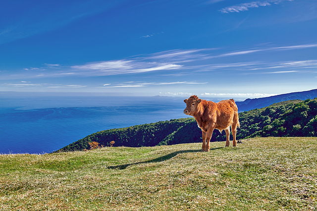 Influencer auf Madeira :-)