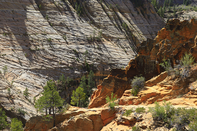 Observation Point Trail