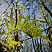 Fern on a tree limb