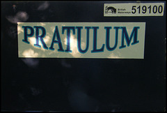 Pratulum