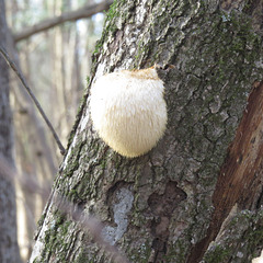 Bearded tooth mushroom