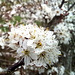 Fleurs de Prunelier sauvage