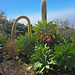 Drachenbaum-Agave (Agave attenuata) Drachenbaum-Agave (Agave attenuata)
