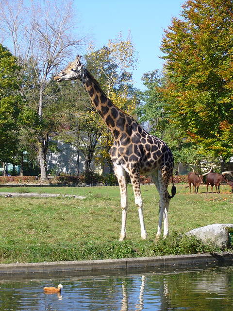 Zoo Augsburg