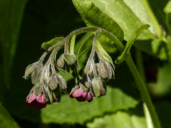 Houndstongue / Cynoglossum officinale