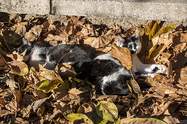 20151205 9614VRAw [R~TR] Katzen, Aphrodisias, Türkei