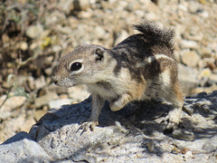 Harris' Antelope Squirrel