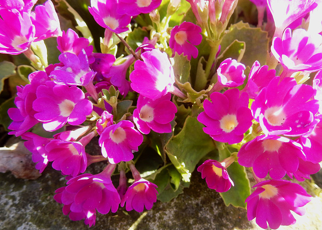 051  Primula X venusta blüht in vielen gezüchteten Farbtönen