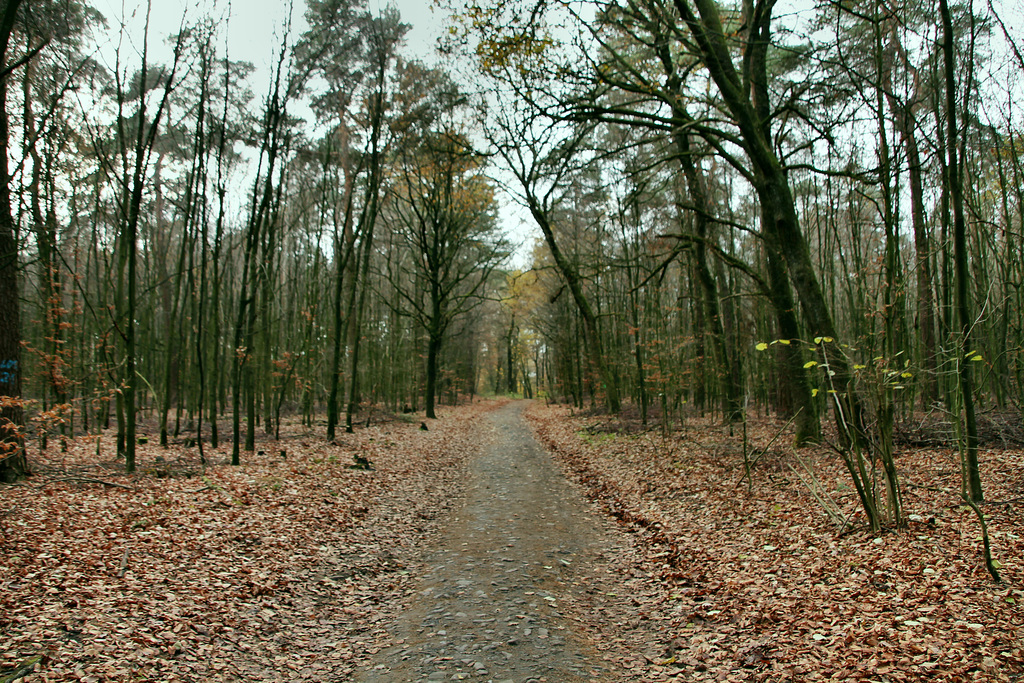 Haard, Oer-Erkenschwick / 1.12.2018