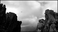 Griffon vulture circling and looking for lunch