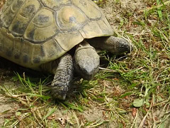 20200516 7370CP~V [D~HF] Griechische Landschildkröte, Herford