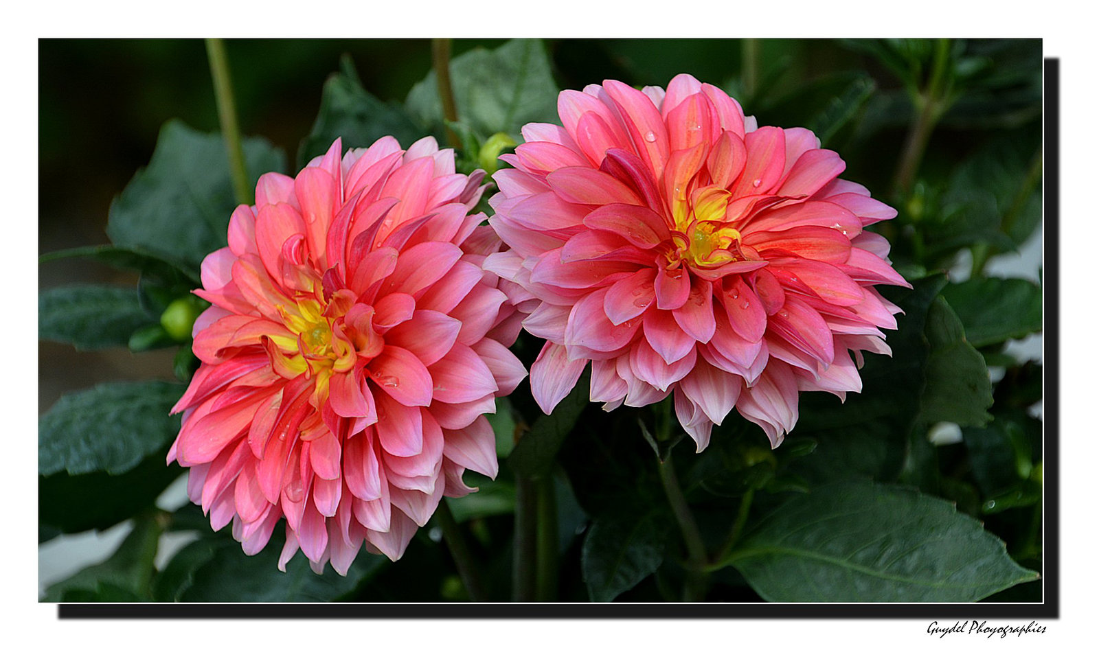 Duo de Dahlias ...