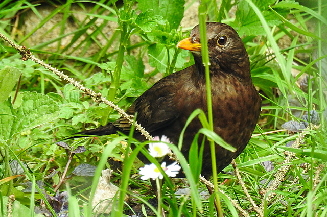 20220517 1026CPw [D~LIP] Amsel [w], Bad Salzuflen