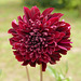 Dahlia "Soulman".