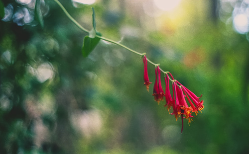 Trumpet Honeysuckle