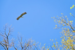 Below the herons' nests