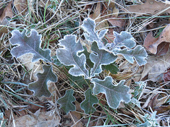 Frost on a little oak "tree"