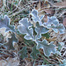 Frost on a little oak "tree"