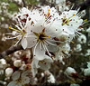 Fleurs de Prunellier sauvage .