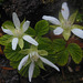 052 Ein seltener Blüher - Rubus chamaemorus - die Moltebeere