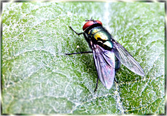 Goldfliege (Lucilia sericata) ©UdoSm