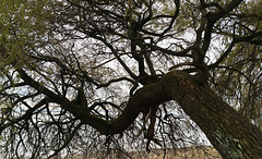 Traurige Weide - Salix babylonica