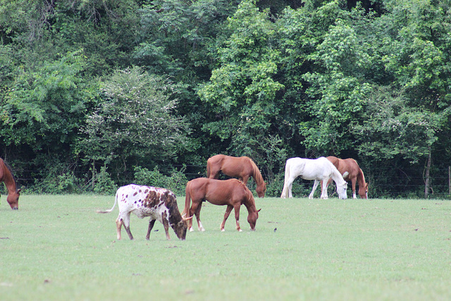 Animal pasture in Burke County, near Waynesboro, Georgia    USA