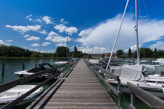 bei Horn am Untersee - Bodensee (© Buelipix)